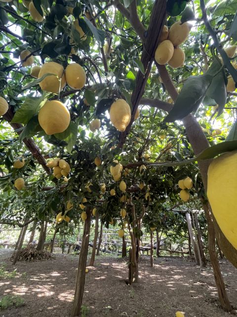 Maiori: Amalfi Coast Path of Lemons Day Trip with Tastings - Guides and Group Energy: Why the Human Touch Matters Here