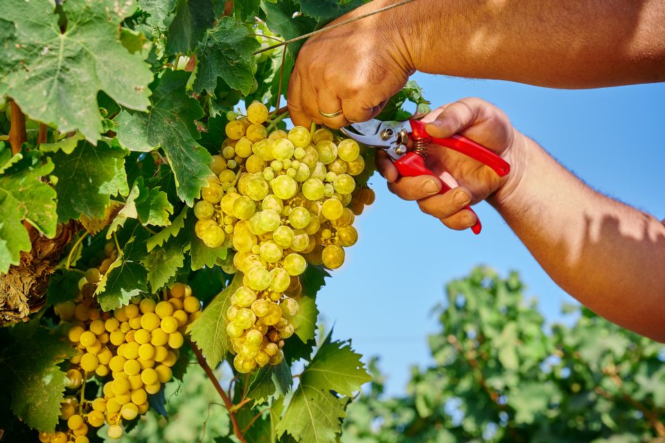 Marsala: Florio Winery Tour with Food-Paired Wine Tastings - Who should book—and who might prefer something else