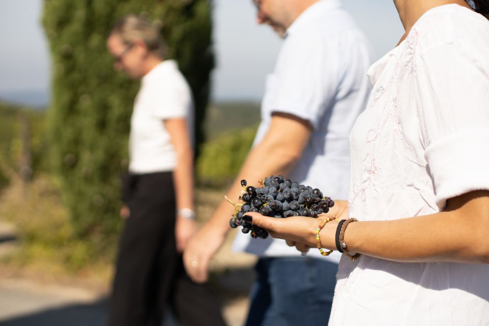 Montalcino: Guided Winery Tour & Gourmet Food Tasting - Into the cellar: why aging materials change the wine’s personality