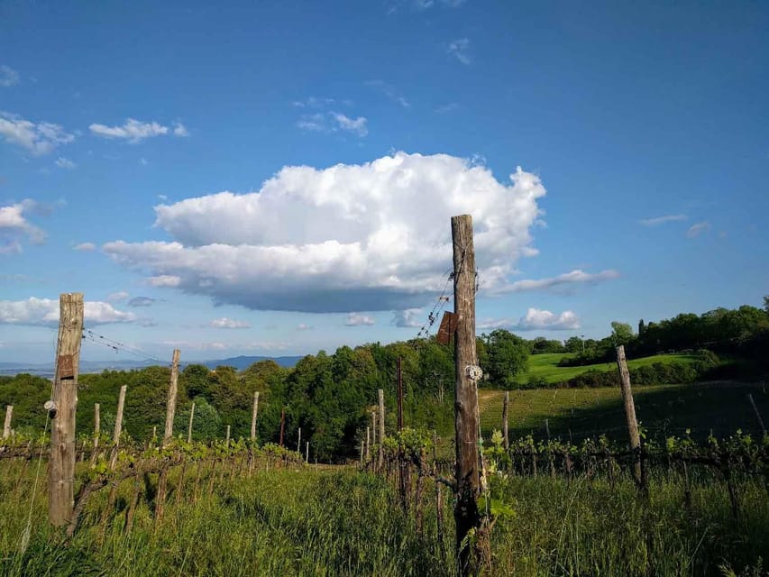 Montepulciano: Artisan Heroic Wine Tasting at the Terrace - The Bottaia cellar tour: where aging becomes a real story