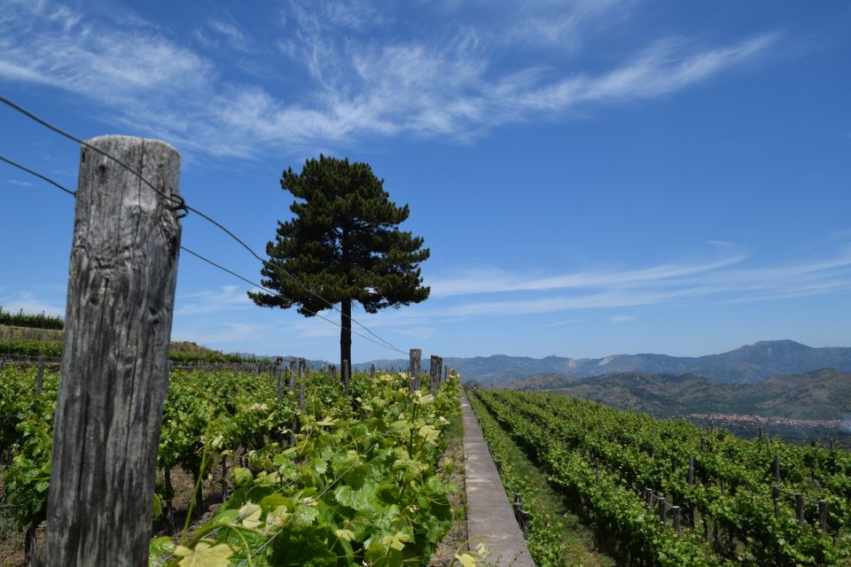 Mount Etna: Winery Tour and Tasting - The included food pairings: a full Sicilian menu, not snack food