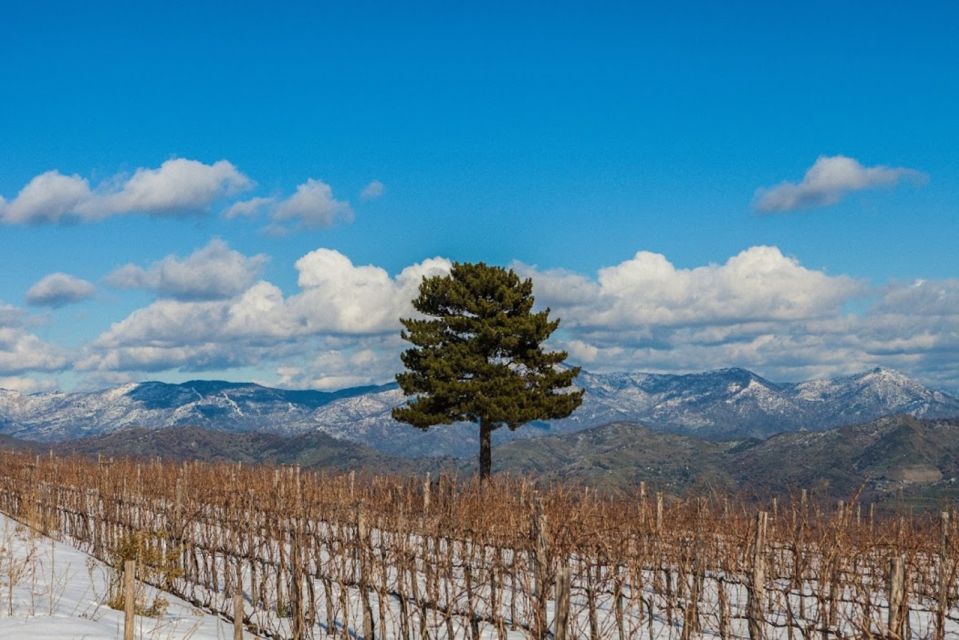 Mount Etna: Winery Tour and Tasting - Price and value: is $72 for 2 hours worth it?