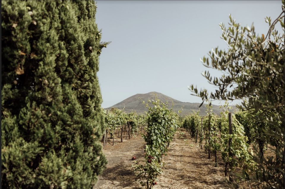 Mount Vesuvius: Vineyard Tour with Wine Tasting and Lunch - Entering Cantina del Vesuvio: where the view does half the work