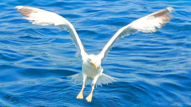 Olbia: Boat tour to watch Dolphins and snorkeling - Key highlights I’d plan around