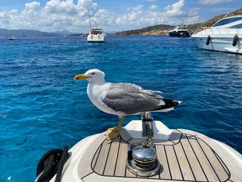 Olbia: Boat tour to watch Dolphins and snorkeling - Where you meet the boat and how to start easy in Olbia