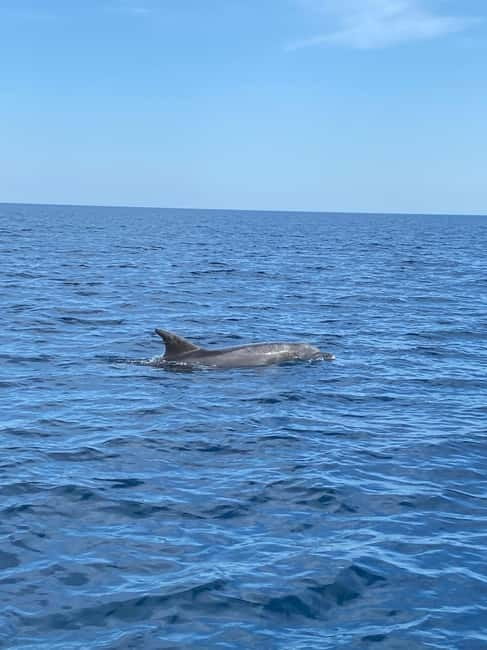 Olbia: Boat tour to watch Dolphins and snorkeling - Finding dolphins near Figarolo: what the 80% chance means in real life