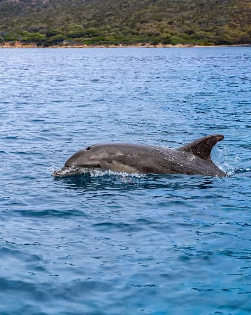 Olbia: Boat tour to watch Dolphins and snorkeling - Capo Figari and the sailing scenery you’ll actually notice