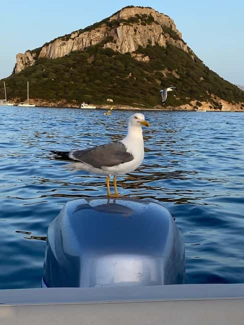 Olbia: Boat tour to watch Dolphins and snorkeling - Aperitivo on board: Sardinian flavors, drinks, and farm-style snacks