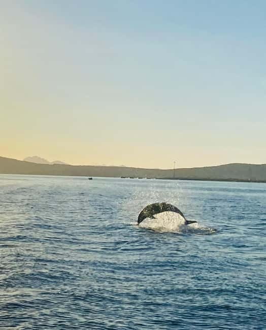 Olbia: Boat tour to watch Dolphins and snorkeling - Who should book (and who should skip)