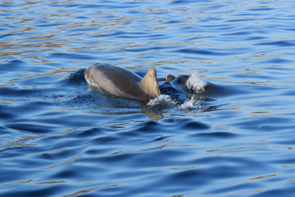 Olbia: Dolphin Watching and Snorkeling Boat Tour - On Board with Marco: Comfort, Safety, and a Smooth Ride