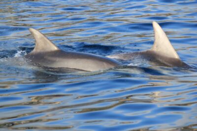 Olbia: Dolphin Watching and Snorkeling Boat Tour - How the guide teaches dolphins without pushing them