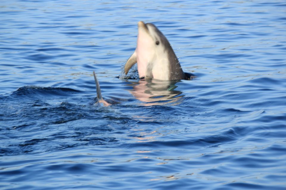 Olbia: Dolphin Watching and Snorkeling Boat Tour - Cala Moresca Snorkeling: Clear Water and Real-Time Fish Spotting