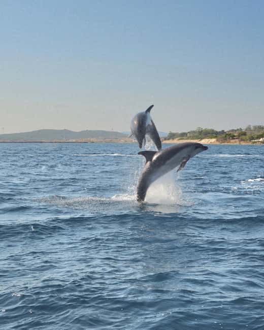 Olbia: Dolphin Watching & Snorkeling Boat Tour near Figarolo - Key things I’d mark on your shortlist