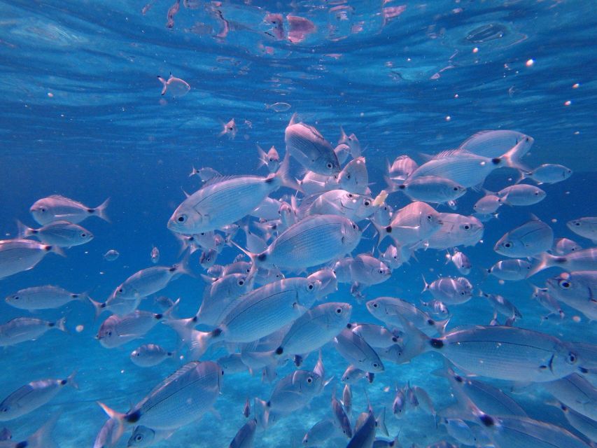 Olbia: Dolphin Watching & Snorkeling Boat Tour near Figarolo - Who this tour fits best (and who should skip it)