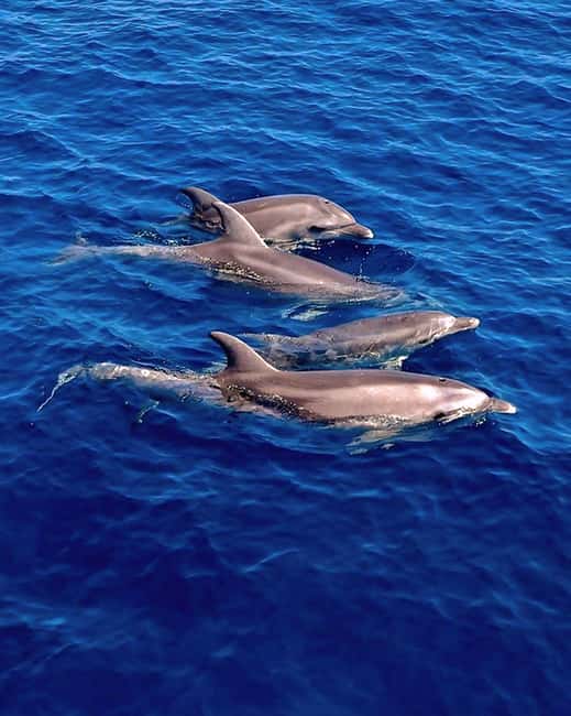 Olbia: Dolphin Watching & Snorkeling Boat Tour near Figarolo - Dolphins near Figarolo, with snorkel stops that actually last