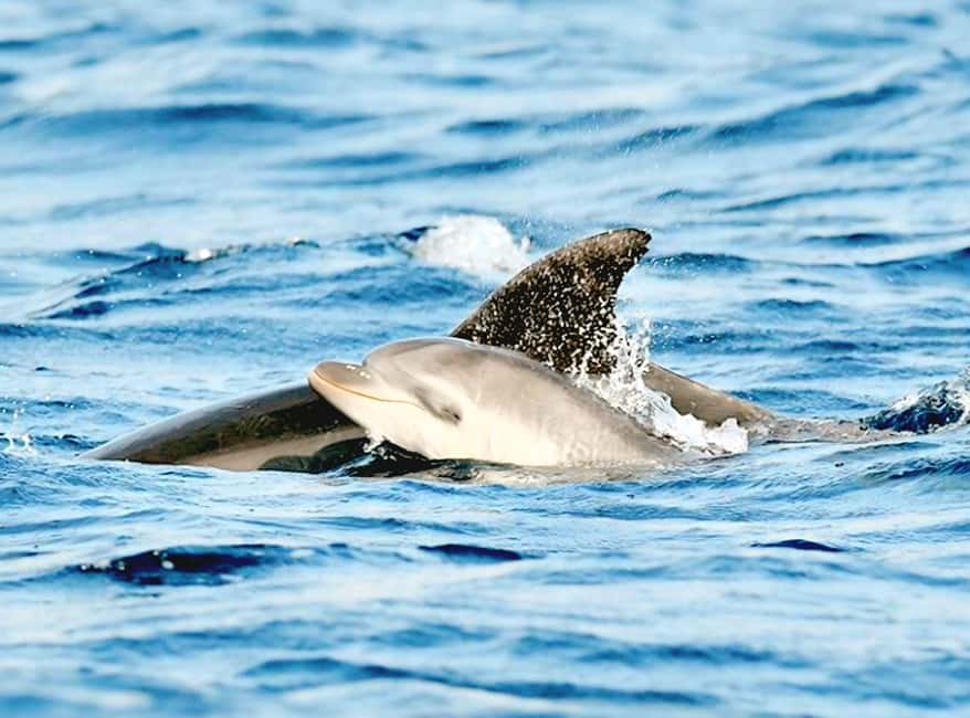 Olbia: Dolphin Watching & Snorkeling Boat Tour near Figarolo - Your boat: 8.5 meters, 250 hp, and what it means for comfort