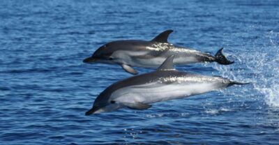 Olbia: Dolphin Watching & Snorkeling Boat Tour near Figarolo - Getting to Moys Marina: where parking meets the meeting flag