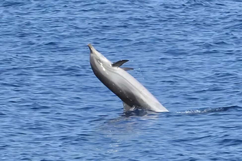 Olbia: Dolphin Watching & Snorkeling Boat Tour near Figarolo - Isola di Figarolo swim stop: snorkeling with seabed time