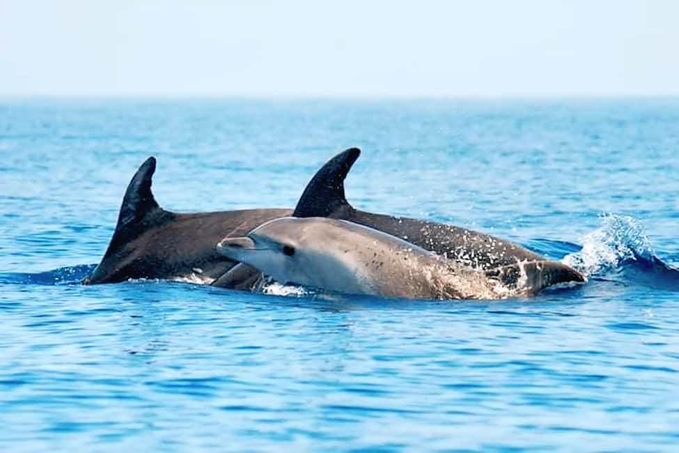 Olbia: Dolphin Watching & Snorkeling Boat Tour near Figarolo - Capo Figari cliffs and dolphin watching: the real reason to go