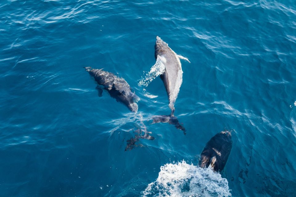 Olbia: Dolphin Watching & Snorkeling Boat Tour near Figarolo - Why the $77 price often feels fair (and when it might not)