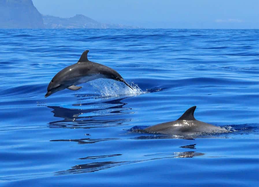Olbia: Dolphin Watching & Swim and snorkel in Capo Figari - Dolphin watching near Figarolo: where you’re most likely to find action