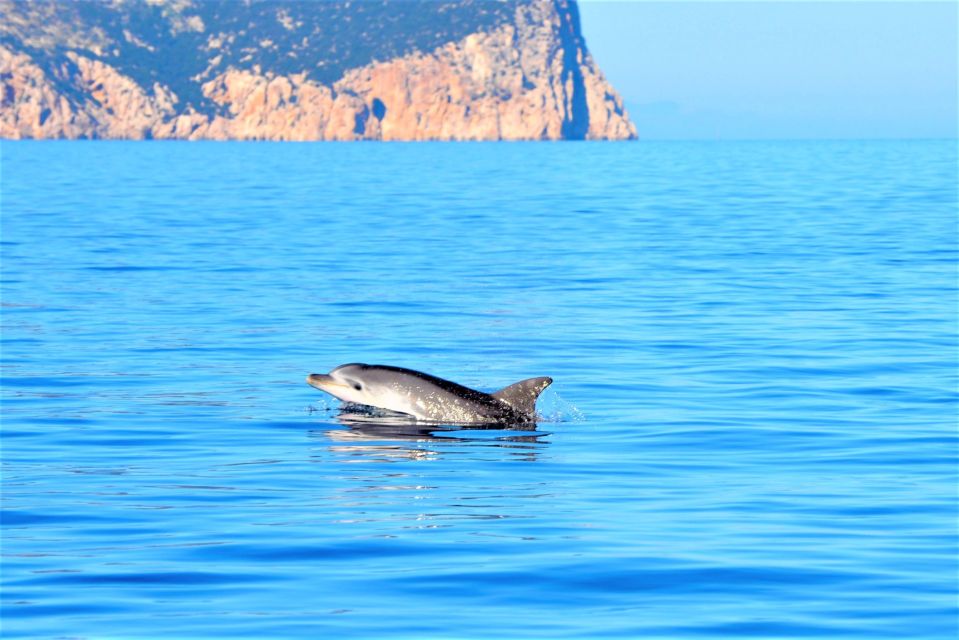 Olbia: Dolphin Watching Tour with Figarolo Island Snorkeling - Key things I’d circle before you book