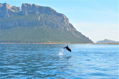 Olbia: Dolphin Watching Tour with Figarolo Island Snorkeling - From Marina di Olbia to Figarolo Island: dinghy time without chaos