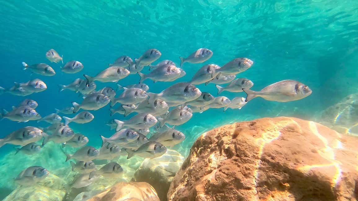 Olbia: Dolphin Watching Tour with Figarolo Island Snorkeling - Capo Figari snorkeling stop: clear water and limestone scenery