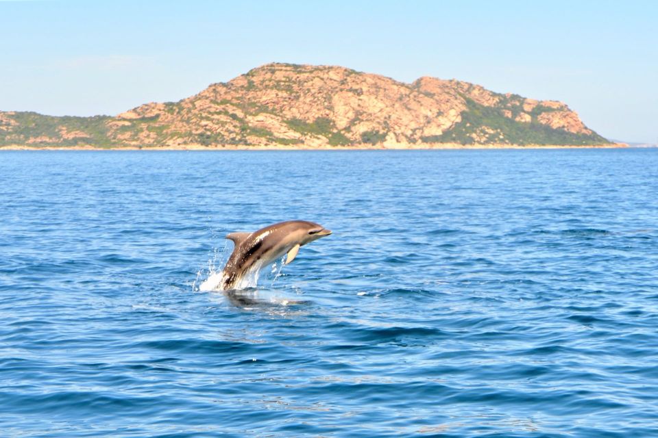 Olbia: Dolphin Watching Tour with Figarolo Island Snorkeling - Price and value: what $74.20 buys you (and why it can be worth it)