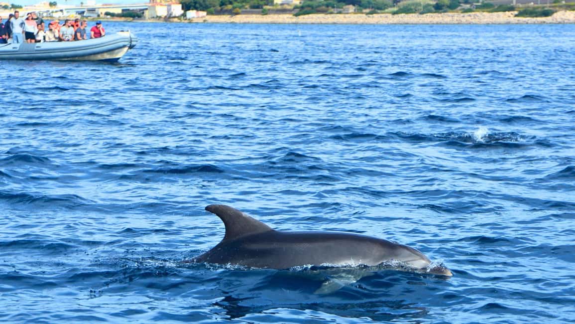 Olbia: Dolphin Watching Tour with Figarolo Island Snorkeling - Practical tips for your best day on the water