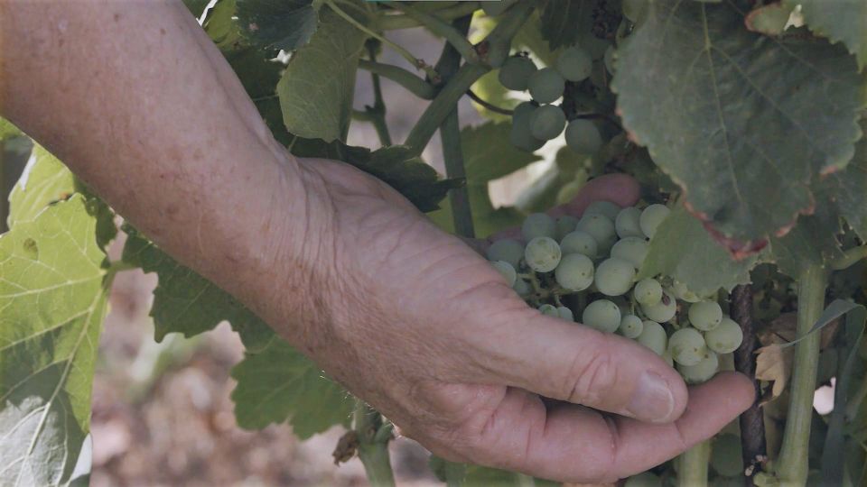 Olbia: Gallura Winery Guided Tour with Tasting - Price and value: is $61 for 1.5 hours worth it?