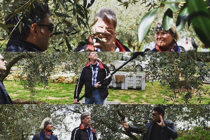 Olive Oil Experience - Walking the olive grove and practicing harvest methods