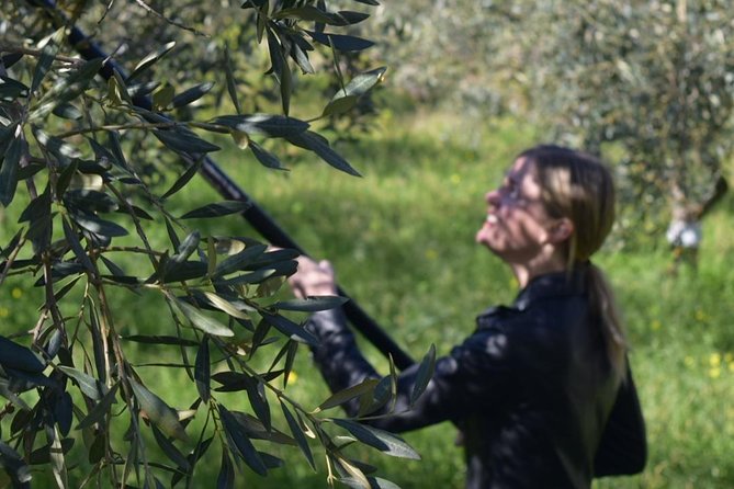 Olive Oil Experience - Inside the 1968 country house: tools, atmosphere, and what comes next