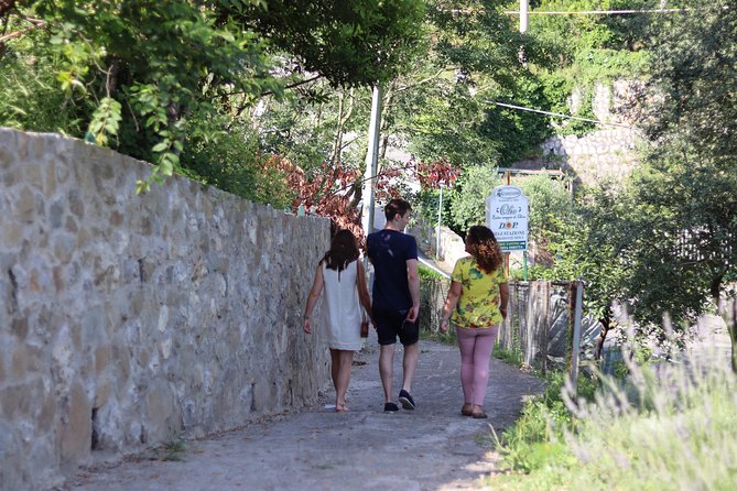 Olive oil tasting in Sorrento - The grove walk: centuries-old olives and a real sense of place