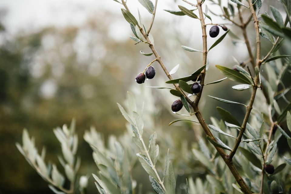 Ostuni: Olive Oil Tasting Tour - Quick hits you’ll care about