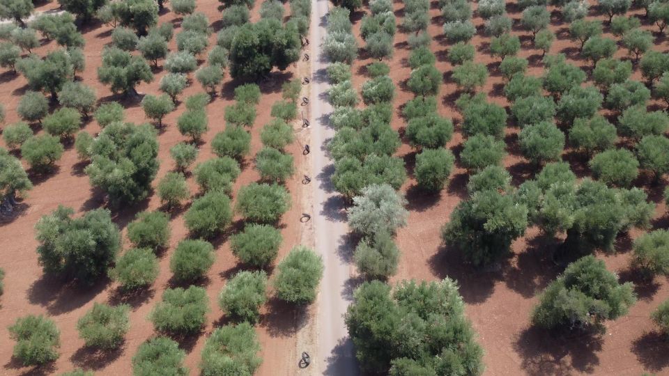 Ostuni: Olive Oil Tasting Tour - Meet the Masseria first: walking the olive grove at Masseria Valente
