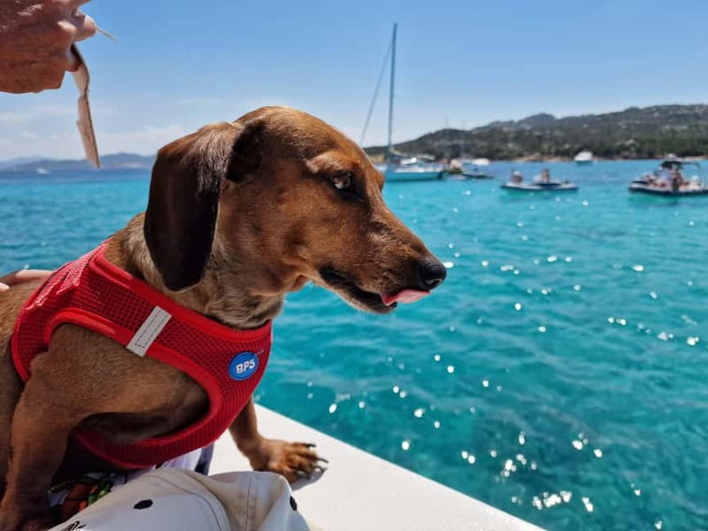 Palau: La Maddalena Archipelago Comfort Boat Tour with Stops - Who this tour suits best (and who might want a different plan)