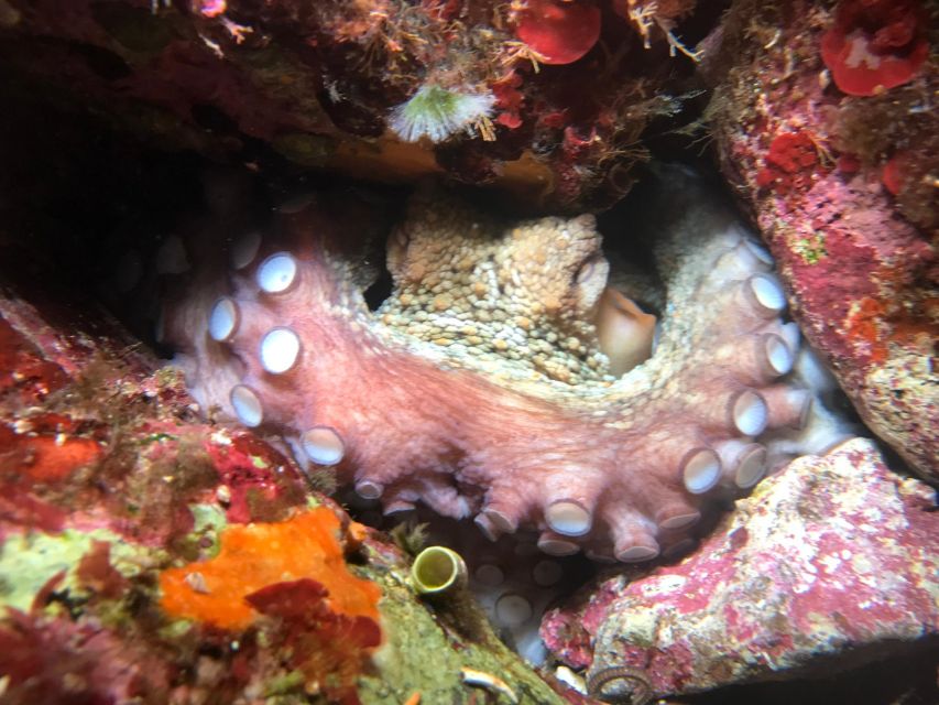 Palermo: Full-Day Snorkeling Boat Tour with Lunch and Wine - Capo Gallo reserve and the protected waters: where your guide earns their keep