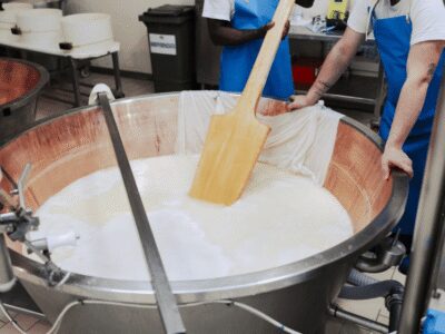 Parmesan Cheese Factory Tour & Tasting near Parma - Production rooms: curdling and shaping the Parmigiano wheels