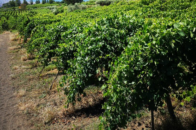 Pompeii Tour & Lunch with Wine Tasting Experience - Who This Tour Fits Best (And Who Might Want Something Different)