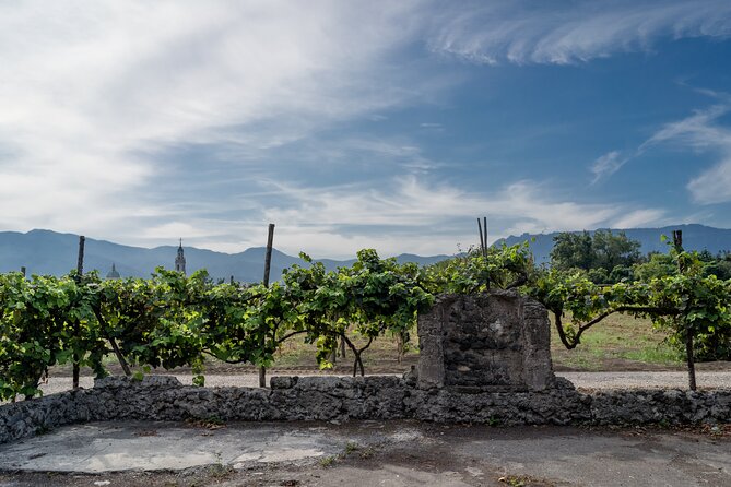 Pompeii Vineyard Escape: Private Wine Tasting & Lunch - Vegetarian and dietary needs: tell them early