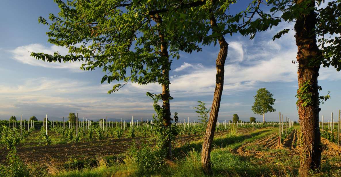 Pramaggiore: Ornella Bellia Winery Guided Tour & Tasting - Price, Group Size, and Why the $29 Feels Reasonable