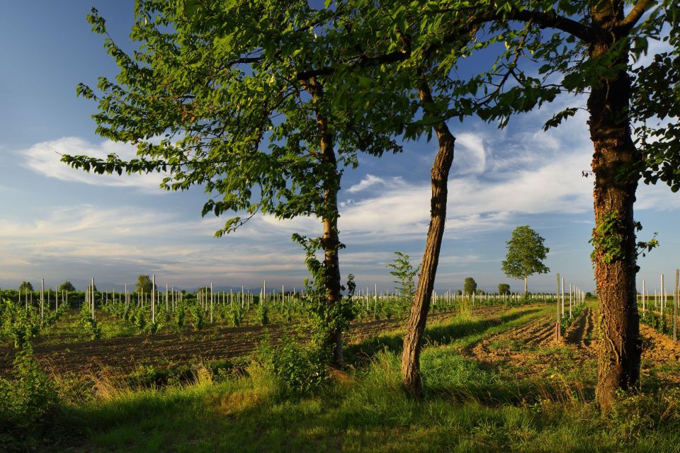 Pramaggiore: Ornella Bellia Winery Guided Tour & Tasting - Practicalities: Getting There and Planning Your Day