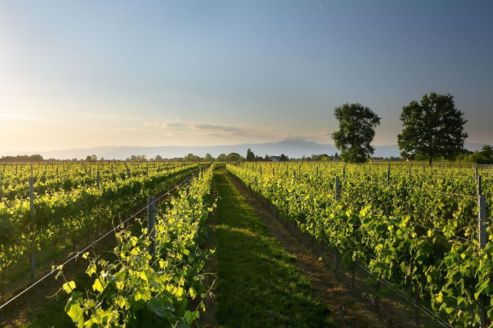 Pramaggiore: Ornella Bellia Winery Guided Tour & Tasting - Accessibility and Comfort Notes You Should Know