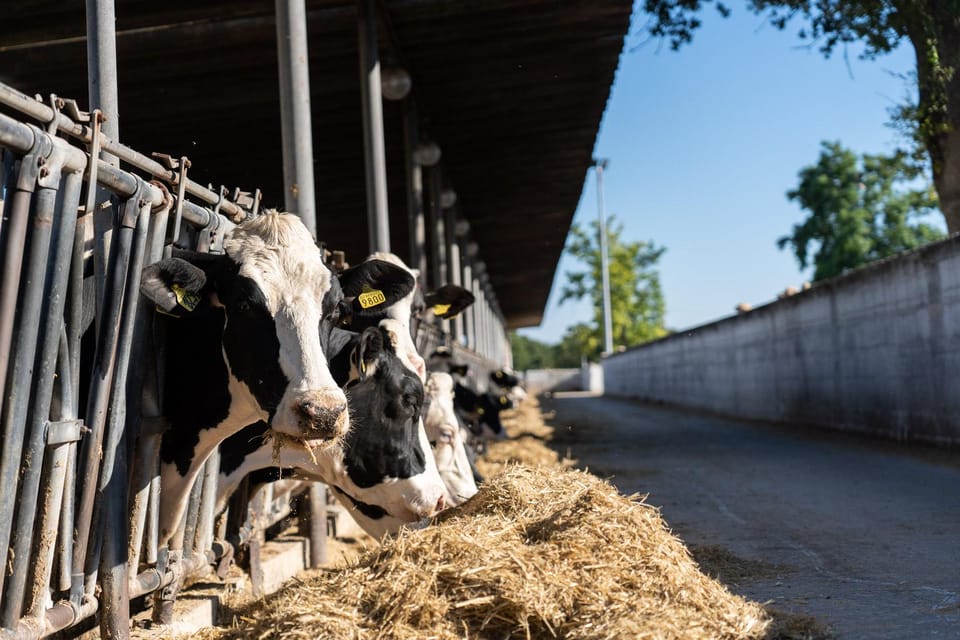 Puglia: Masseria Seppunisi Tour, Cheese, Burrata Tasting - Masseria Seppunisi: why this farm visit feels different
