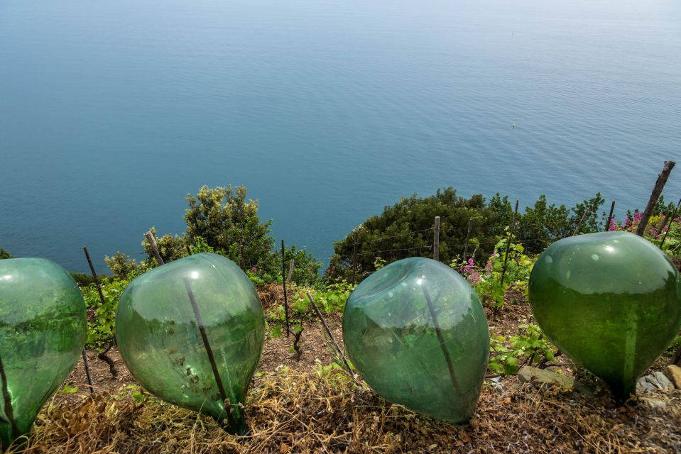 Riomaggiore: Vineyard & Wine Cellar Tour with Wine Tasting - Simple tips to make your day smoother