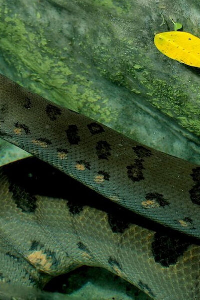 Rome: Bioparco di Roma Zoological Garden Entry Ticket - A smart way to plan your visit: pace, walking, and timing