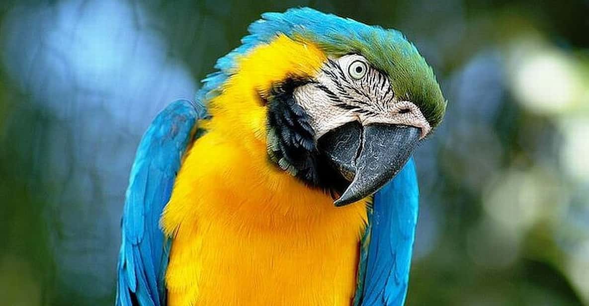 Rome: Bioparco di Roma Zoological Garden Entry Ticket - Enclosures, conservation, and what to notice on the walk