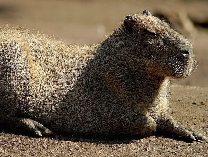 Rome: Bioparco di Roma Zoological Garden Entry Ticket - Food, cafes, and keeping your energy up without overspending
