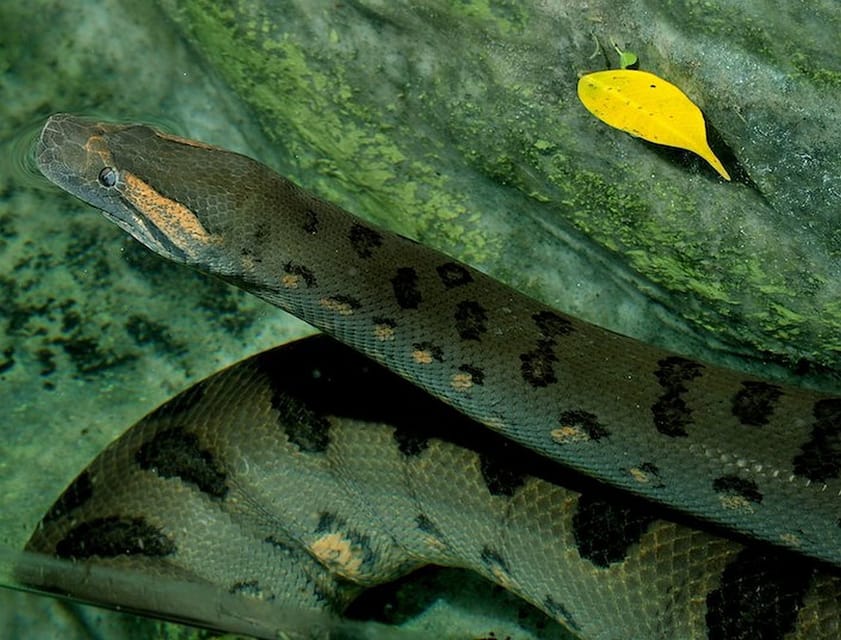 Rome: Bioparco di Roma Zoological Garden Entry Ticket - Getting to Bioparco: transit tips that can save you time and hassle